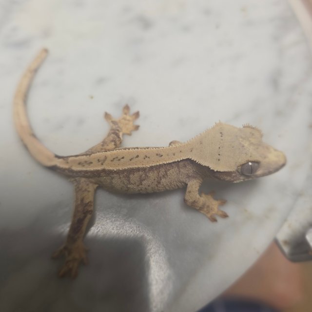 노멀 드리피 화이트스팟