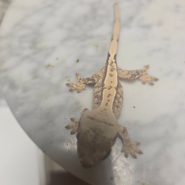 노멀 드리피 화이트스팟