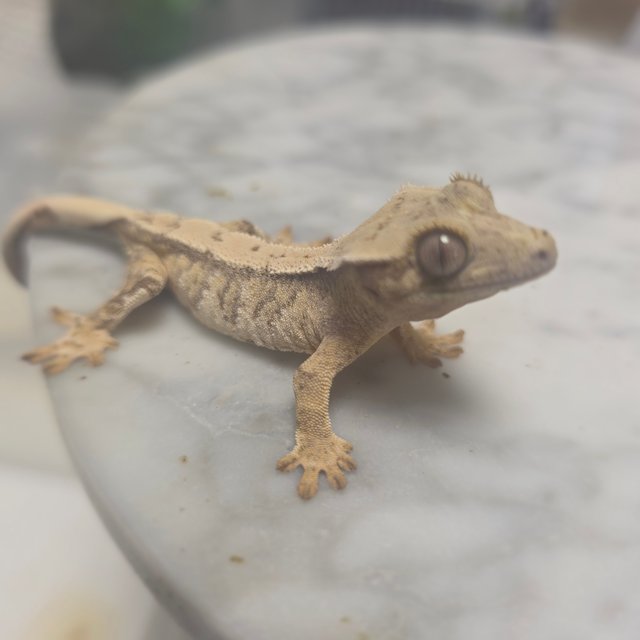 드리피 노멀 화이트스팟