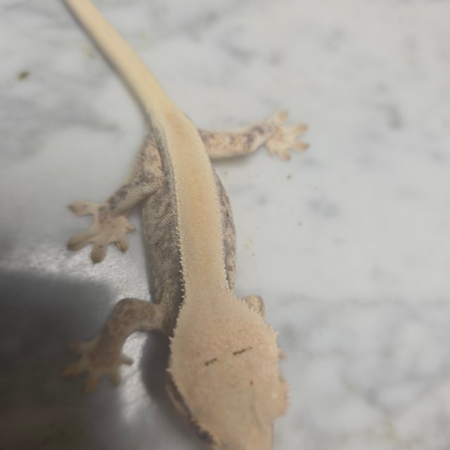 릴리화이트 솔리드백