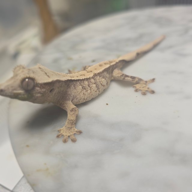 노멀 드리피 화이트스팟