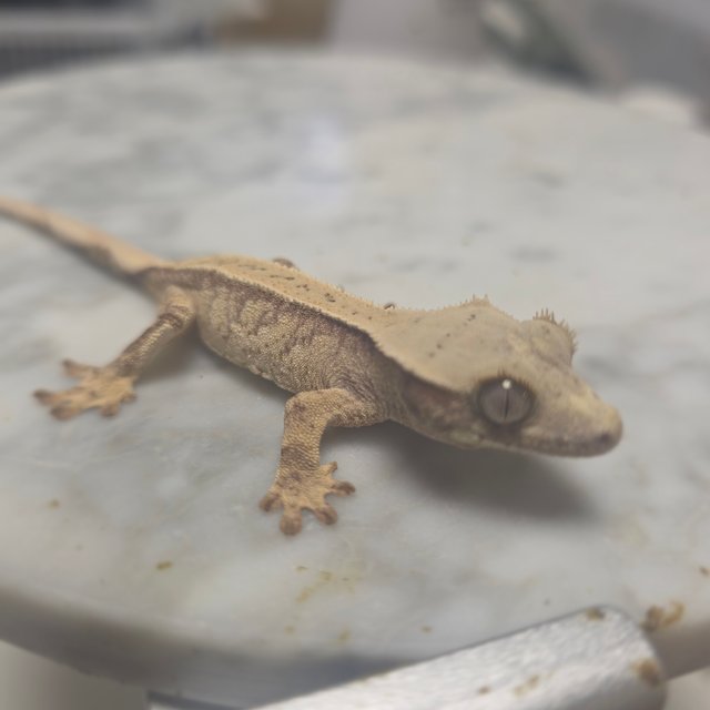 노멀 드리피 화이트스팟