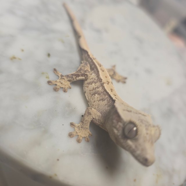 노멀 드리피 화이트스팟