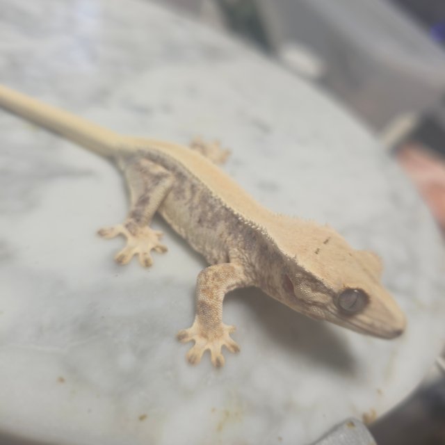 릴리화이트 솔리드백