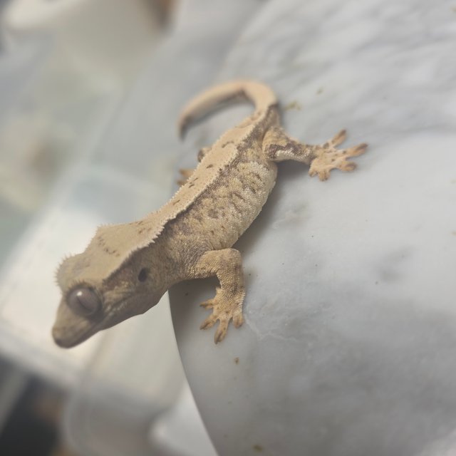 드리피 노멀 화이트스팟