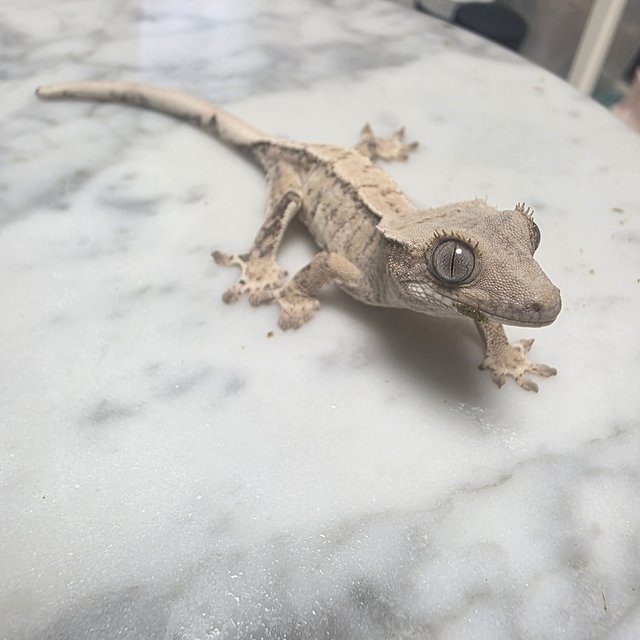 노멀 익스트림할리퀸 화이트