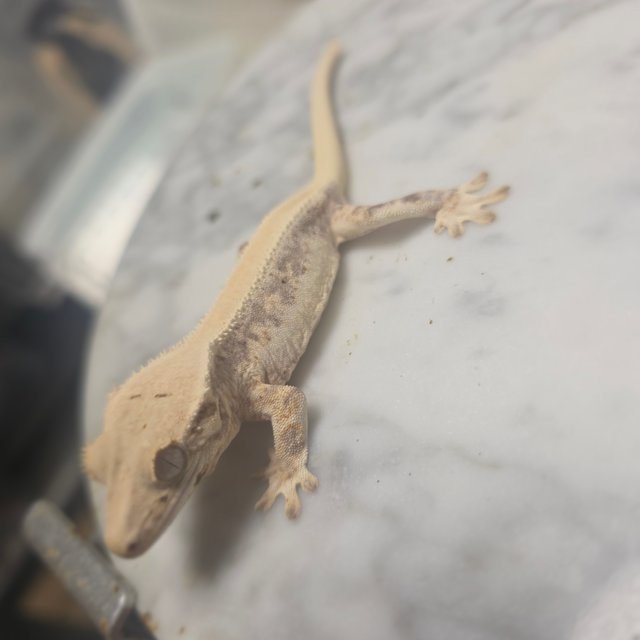 릴리화이트 솔리드백