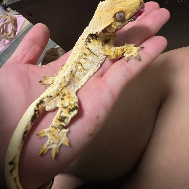 노멀 드리피 화이트스팟