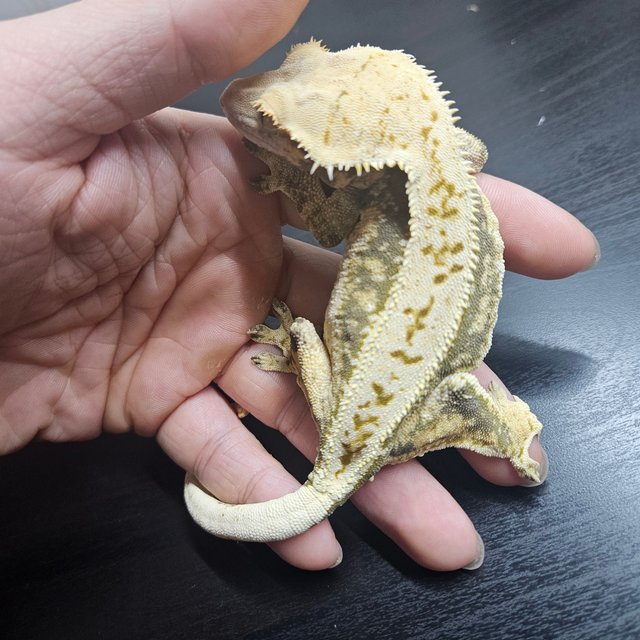 쿼드 풀핀 드리피