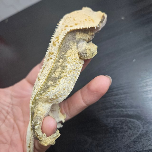 쿼드 풀핀 드리피