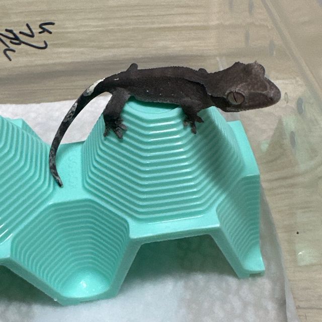 아잔틱