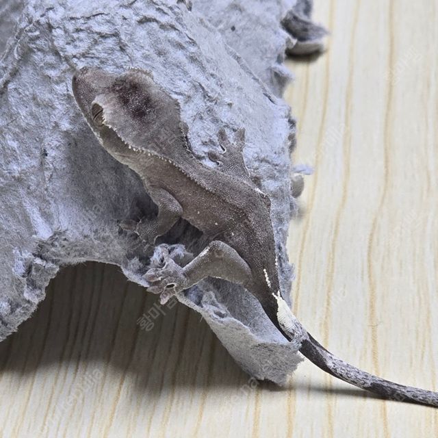 아잔틱