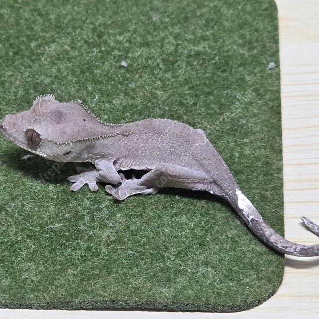 아잔틱 패턴리스