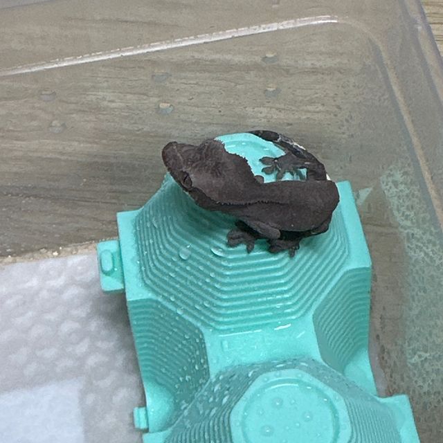 아잔틱