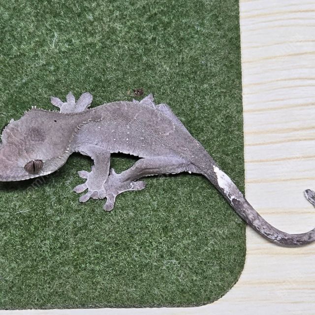 아잔틱 패턴리스