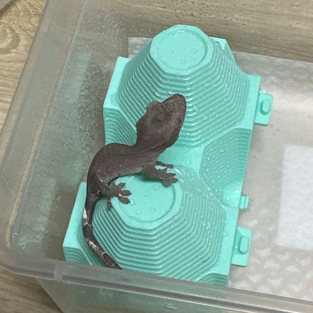 아잔틱
