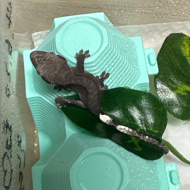 아잔틱