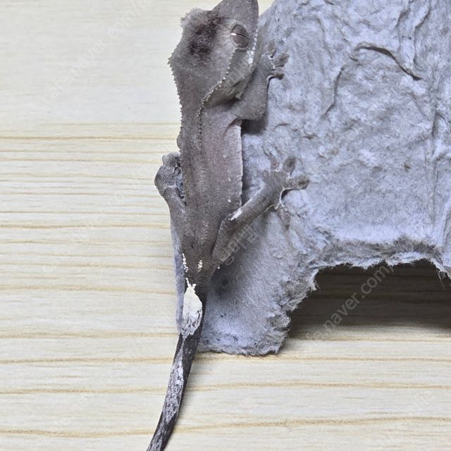아잔틱