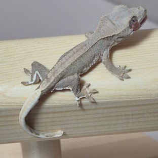 릴리화이트 팬텀 레드