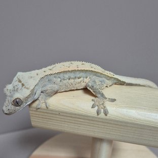 노멀 쿼드 풀핀 핀스트라이프