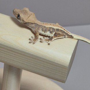 릴리화이트 레드