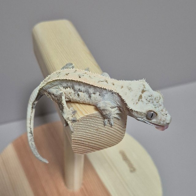 노멀 쿼드 풀핀 핀스트라이프