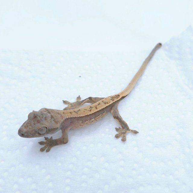 노멀 쿼드 풀핀 핀스트라이프