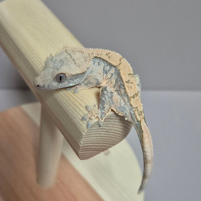 노멀 트라이 익스트림할리퀸