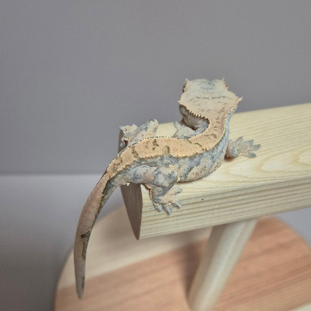 노멀 트라이 익스트림할리퀸