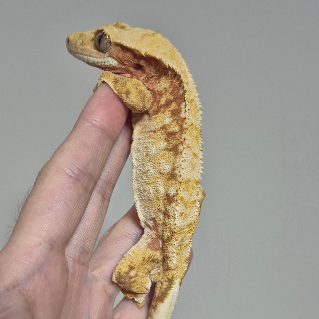 노멀 트라이 드리피 화이트스팟 레드