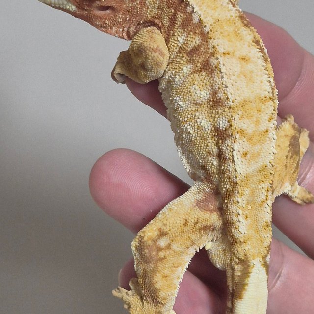 노멀 트라이 드리피 화이트스팟 레드