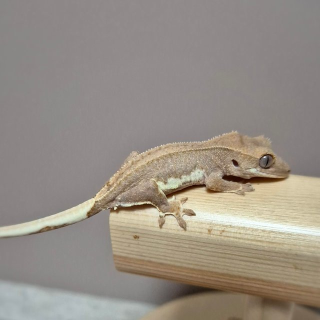 팬텀 릴리화이트