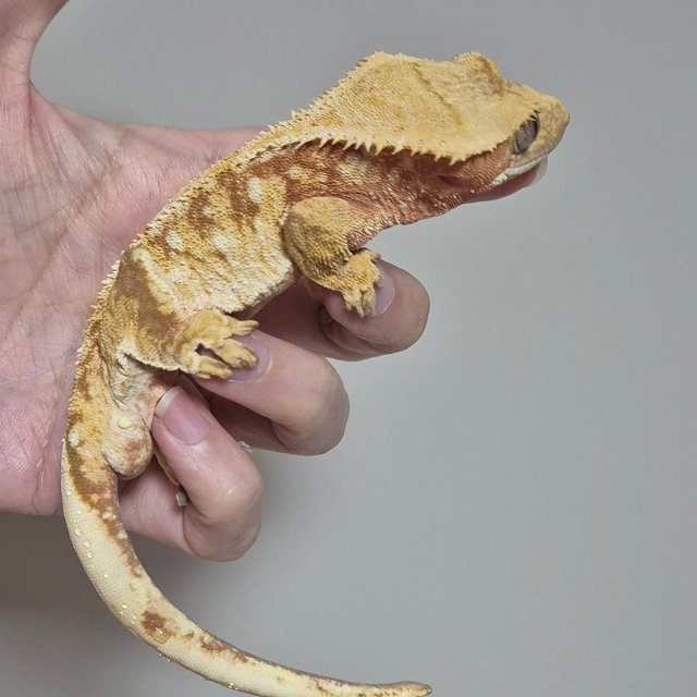 노멀 트라이 드리피 화이트스팟 레드