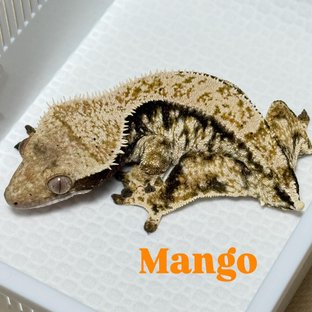 망고