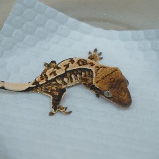 Normal Tri Extreme Harlequin