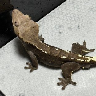 아잔틱