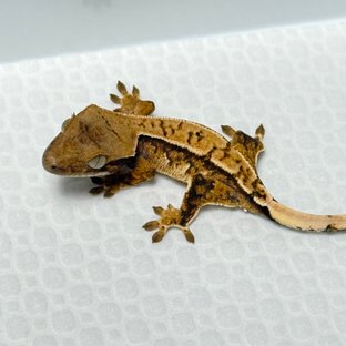 노멀 트라이 익스트림할리퀸 화이트스팟 화이트핀