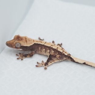 룡데1