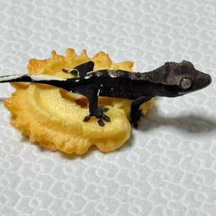 아잔틱