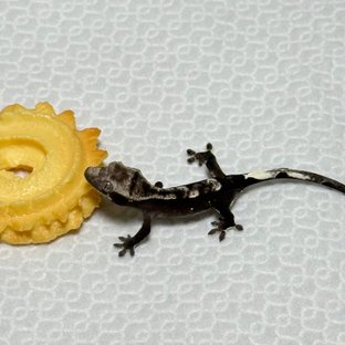 아잔틱