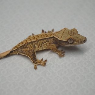 Normal Tri Extreme Harlequin