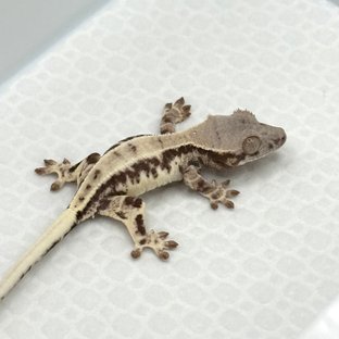 프라푸치노 드리피 화이트핀 풀핀