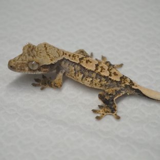 Normal Tri Extreme Harlequin