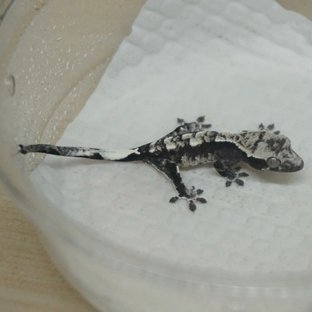 아잔틱