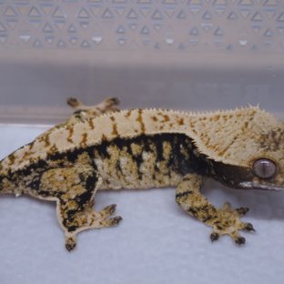 Normal Tri Extreme Harlequin