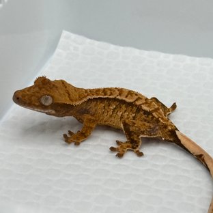 Normal Tri Extreme Harlequin White Spot