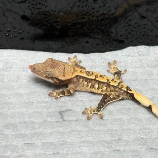 익스트림할리퀸 트라이 노멀