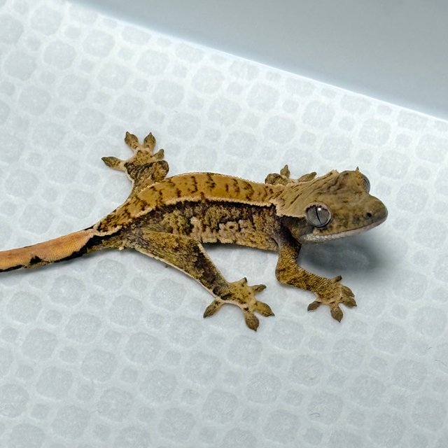 노멀 트라이 익스트림할리퀸