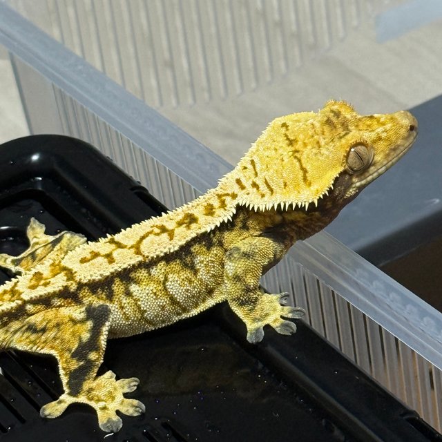 Extreme Harlequin Normal Tri