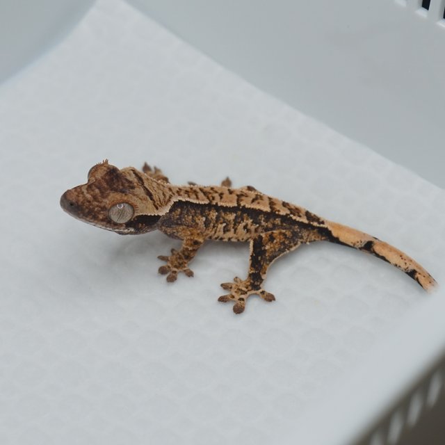 Normal Extreme Harlequin Tri
